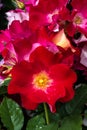 Flowers of Floribunda Rose